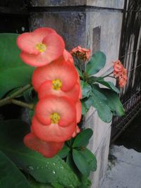 Close-up of flowers blooming outdoors