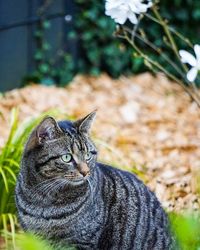 Close-up of cat