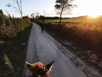 Horse on road against sky at sunset