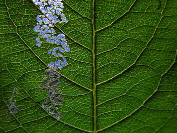 Full frame shot of green leaf