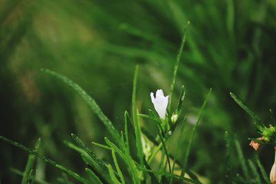 Close-up of white flowering plant