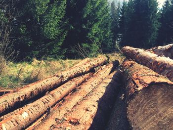 Stack of logs in forest
