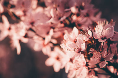 Close-up of pink flowers on tree