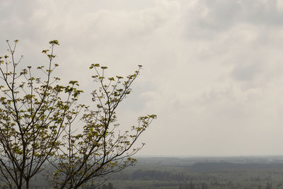 View of flowering plant against cloudy sky