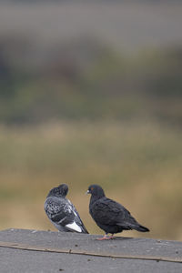 Pigeons perching on retaining wall