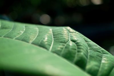 Close-up of wet leaf