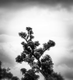 Low angle view of tree against sky