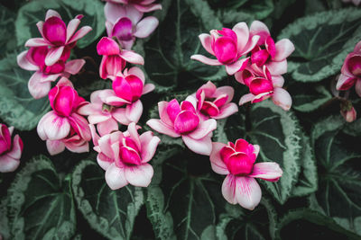 Pink flowers blooming outdoors