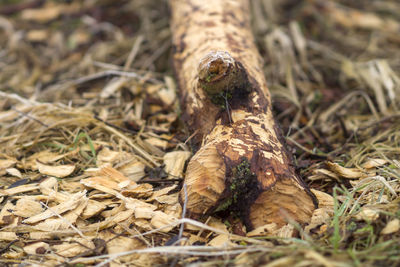Close-up of lizard