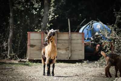 Horse standing in a field