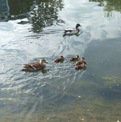 Ducks swimming in lake
