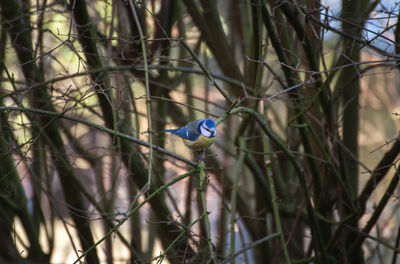 Bluetit perching on bare tree