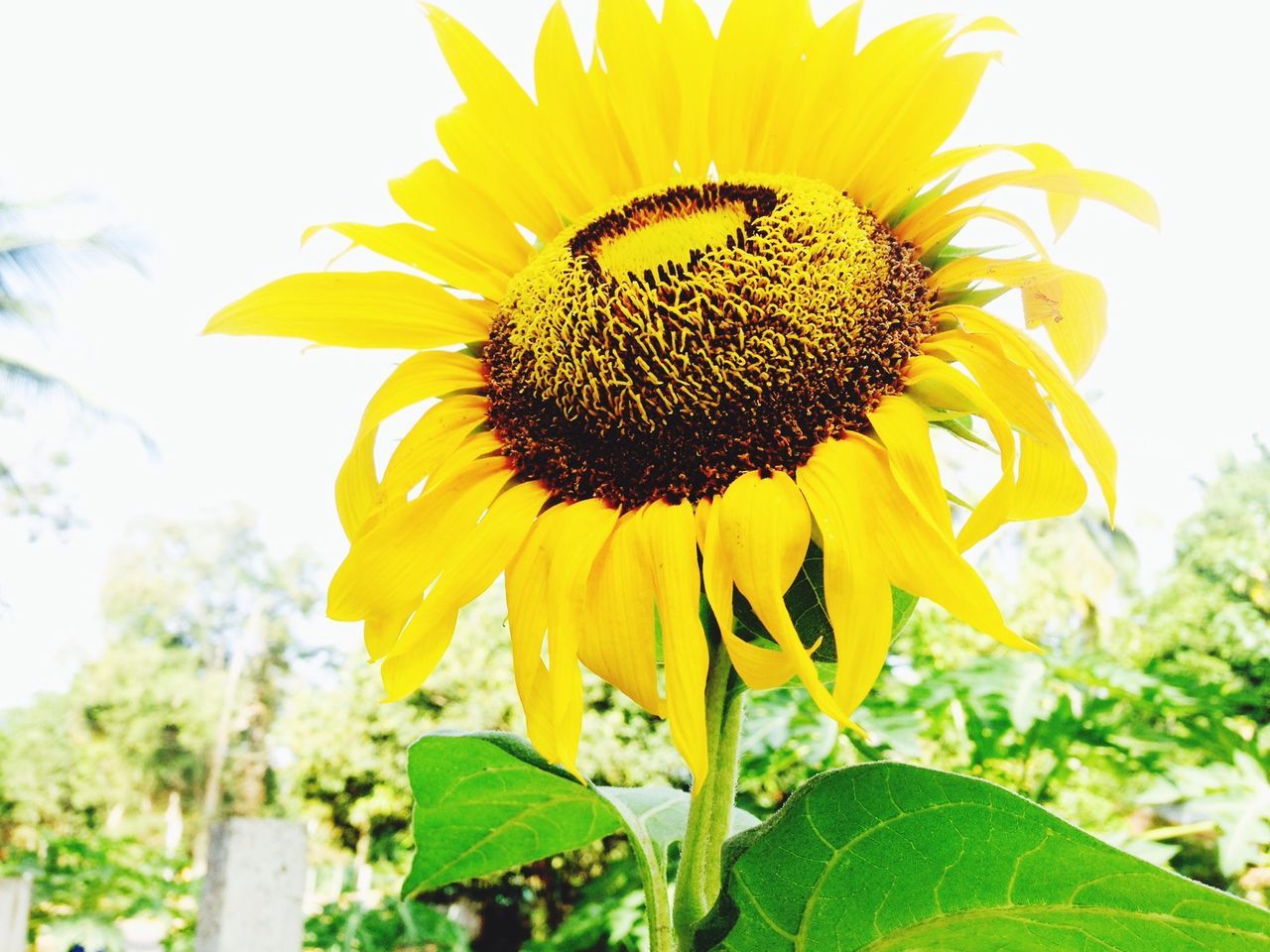 flower, petal, yellow, freshness, flower head, fragility, close-up, pollen, growth, focus on foreground, sunflower, beauty in nature, insect, single flower, blooming, plant, nature, one animal, in bloom, pollination