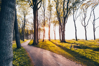 Road amidst trees in forest against sky