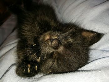 Close-up of cat sleeping on bed