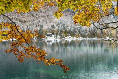 Autumn leaves floating on lake