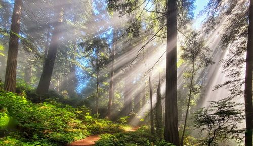 Low angle view of sunlight streaming through trees in forest