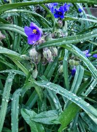 Close-up of purple flowers