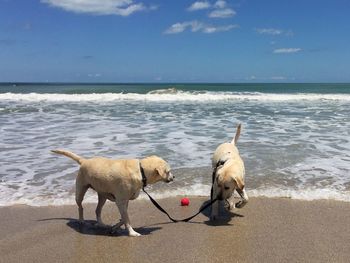 Yellow labrador retriever dogs at beach against sky