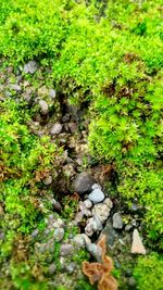 Plants growing in water