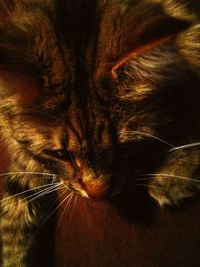 Close-up of a dog