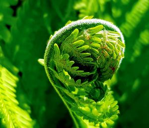 Close-up of fern plant