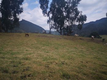 Scenic view of field against sky