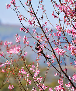 View of cherry blossom from tree