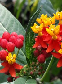 Close-up of red flower