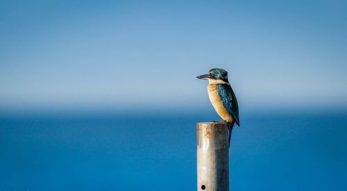 Side view of bird perching on metallic pole against blue sky