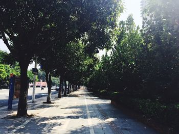 Narrow pathway along trees