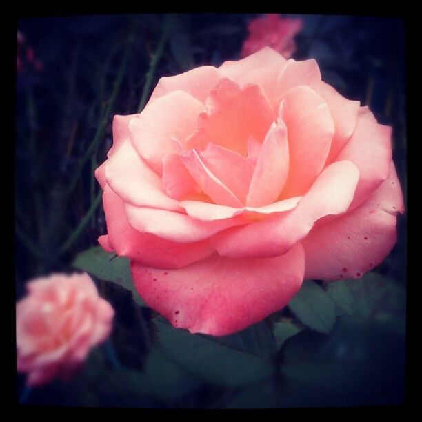 flower, transfer print, petal, freshness, flower head, fragility, close-up, beauty in nature, auto post production filter, growth, focus on foreground, single flower, pink color, nature, blooming, rose - flower, plant, in bloom, red, selective focus