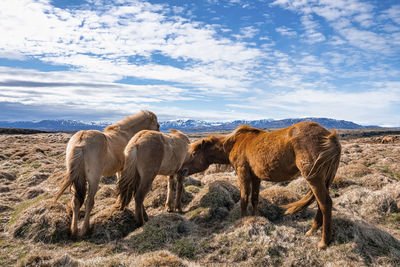 Icelandic horses grazing on grassy field against blue sky during sunny day