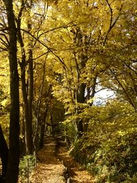 Trees in park during autumn