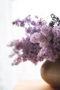 Close-up of cherry blossom on tree