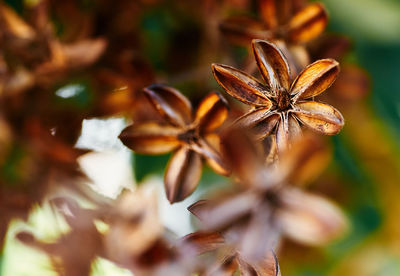Close-up of wilted flower