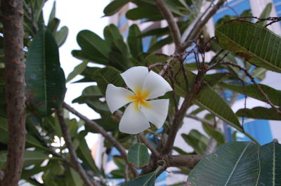 Low angle view of white flowers blooming on tree