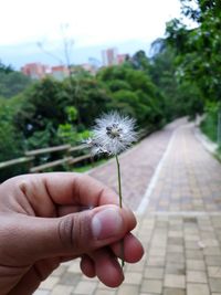 Close-up of hand holding dandelion against sky