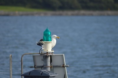 Seagull perching on a boat