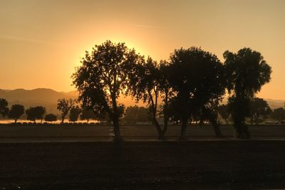 Silhouette trees on field against sky at sunset