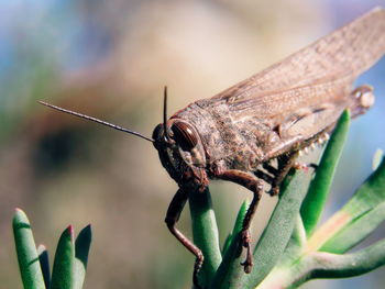 Close-up of insect