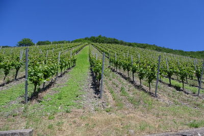 Scenic view of vineyard against sky