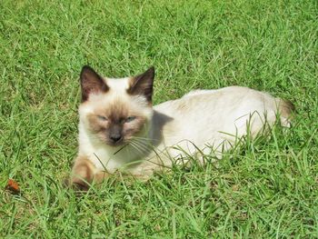 Portrait of cat on field