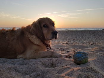 Dog on beach during sunset