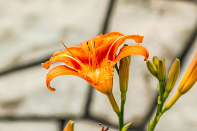 Close-up of day lily blooming outdoors