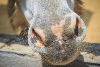 Close-up of a horse