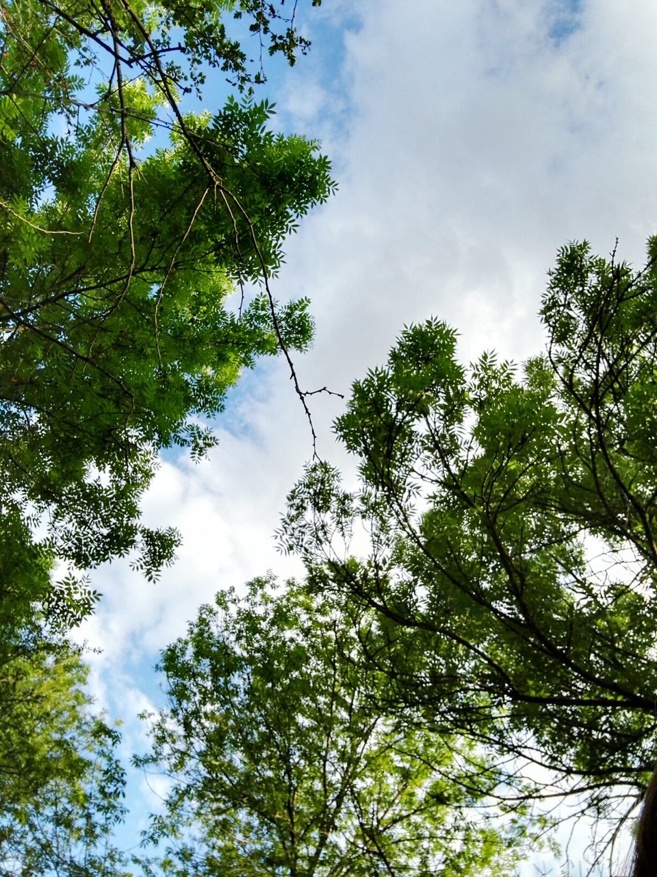 LOW ANGLE VIEW OF TREES AGAINST SKY