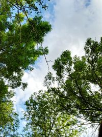 Low angle view of trees against sky