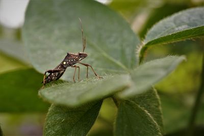 Close-up of large brown bean bug on the yardlong bean with green background