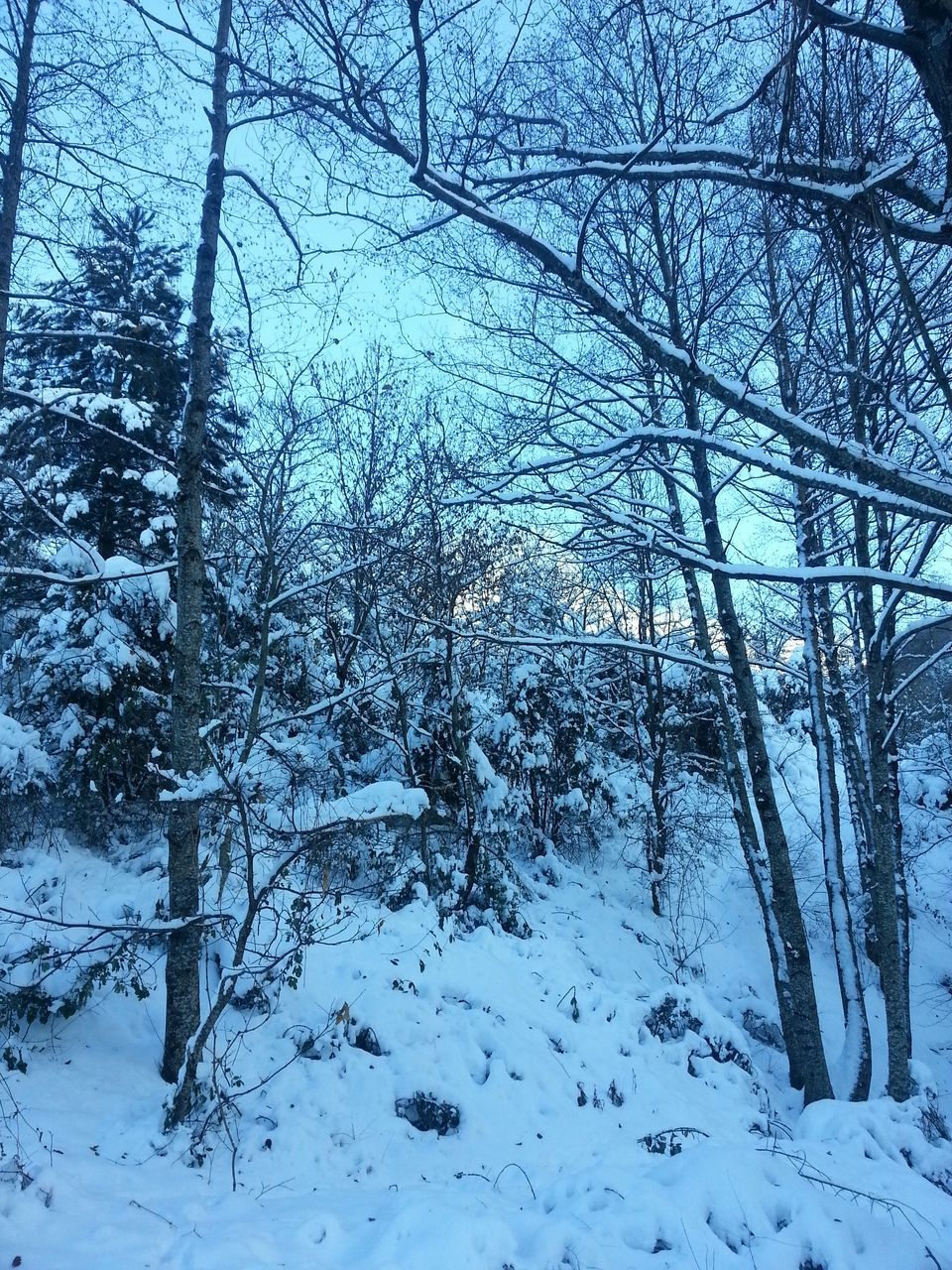 tree, bare tree, winter, snow, cold temperature, branch, tranquility, nature, tranquil scene, season, tree trunk, beauty in nature, scenics, weather, forest, sky, covering, low angle view, growth, day